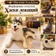 Яткан хаски фарфор статуэткасы